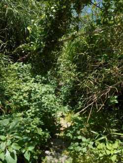 2016御中元｜粒うに発祥の地下関のルーツをさぐる