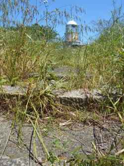 2016御中元｜粒うに発祥の地下関のルーツをさぐる