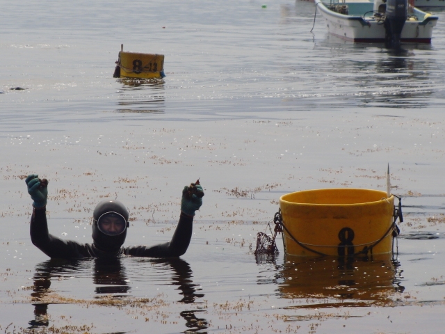うに獲ったど～
