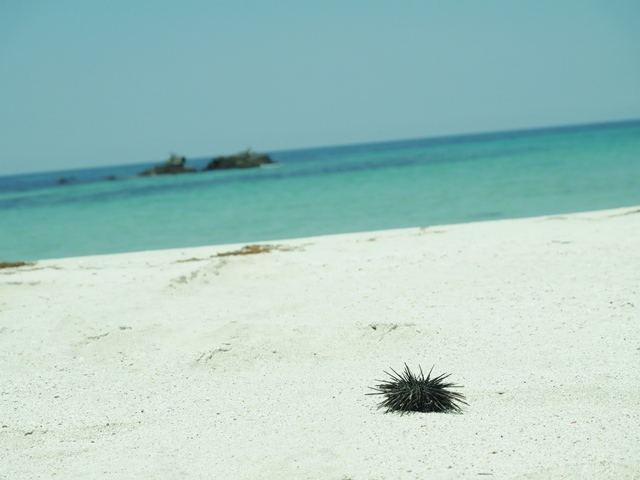 10角島海岸、うに.JPG